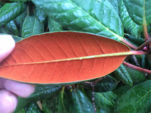 American Rhododendron