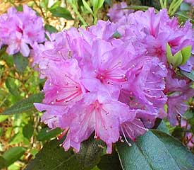 R. 'Black Satin'