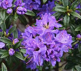 R. 'Blue Baron'