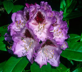 R. 'Blue Crown'