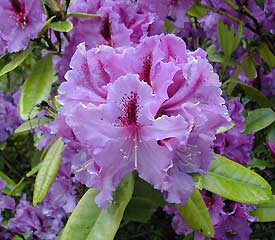 R. 'Blue Pacific'