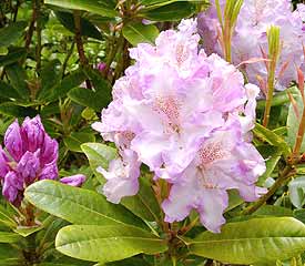 R. 'Blue River'