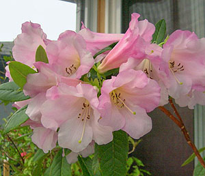 R. 'Countess of Haddington'