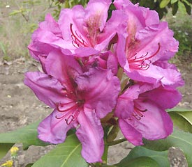 R. 'Courtenay Duke'