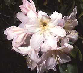 R. 'Dexter's Champagne'