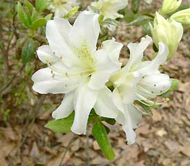 R. 'Frostburg'