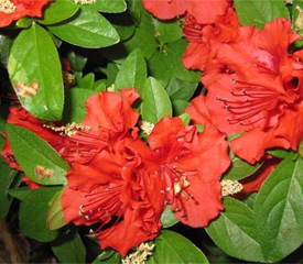 R. 'Girard's Scarlet'