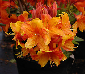 R. 'Hachmann's Sunny Boy'