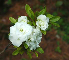 R. 'Hardy Gardenia'