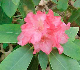 R. 'Hawaii'