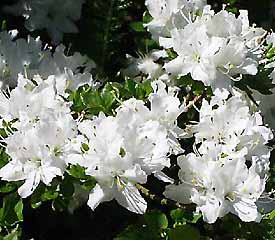 R. 'Kathy Ann'