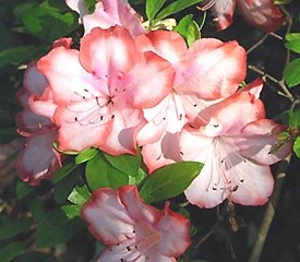 R. 'Mary Ann Egan'