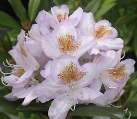 R. 'Mrs Tom H. Lowinsky Group'