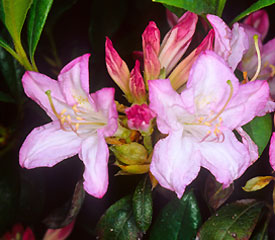 R. 'Odoratum'