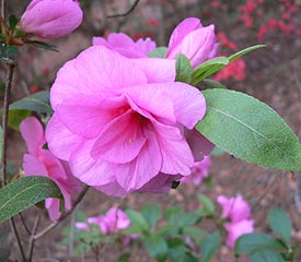 R. 'Pink Camellia'
