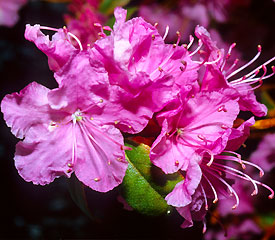 R. 'Gable's Pioneer or Pioneer'