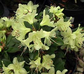 R. 'Princess Anne'