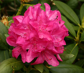 R. 'Raphael'