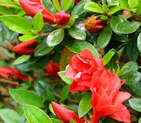 R. 'Red Fountain'