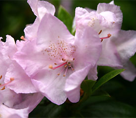 R. 'Robert Seleger'