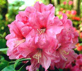 R. 'Ruby Bowman'