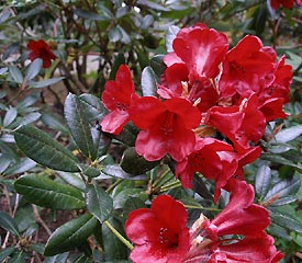 R. 'Ruby Hart'