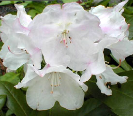 R. 'Ruth Davis'