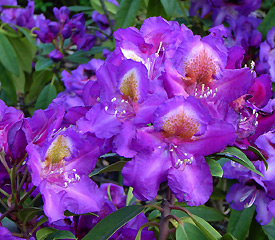 R. 'Tamarindos'