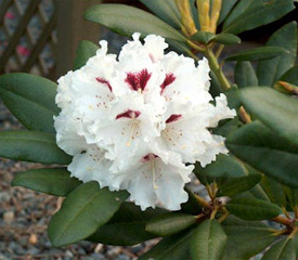 R. 'Tiana'