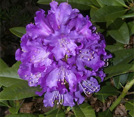 R. 'True Blue'
