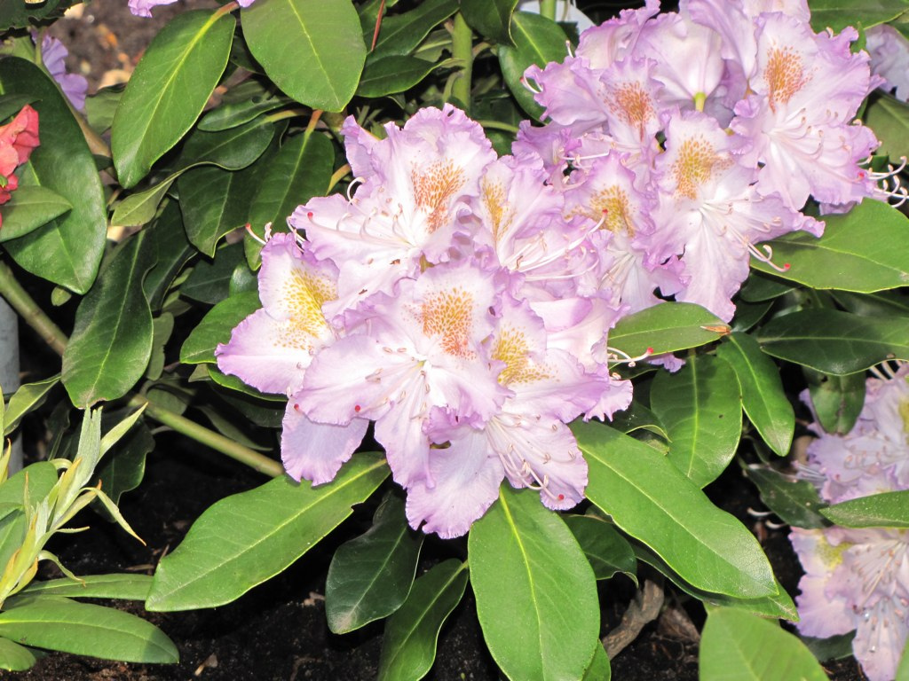 R. 'Virginia Delp'