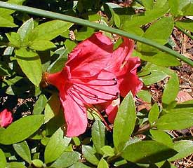 R. 'Wintergreen'