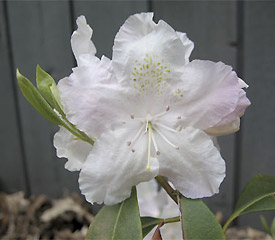 R. 'Angel Powder'