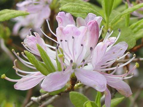 R. canadense
