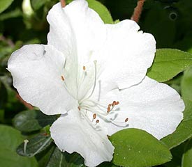 R. 'Everest'