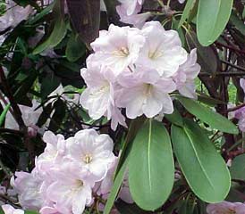 R. fortunei flower