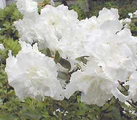 R. 'Helen Curtis'