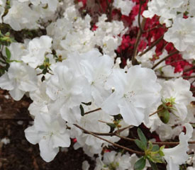 R. 'Hino-white'