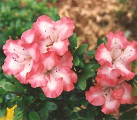 R. 'indicum'