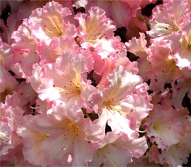R. 'Jack Cowles'