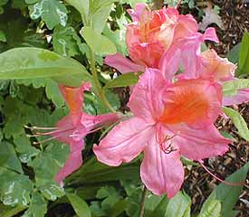 R. 'Mount Saint Helens'