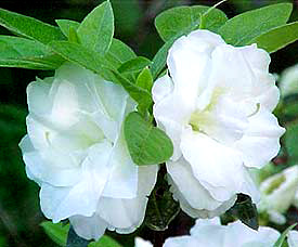 R. 'White Rosebud'