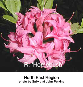 R. 'Homebush'