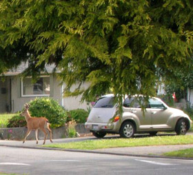 Deer on city street