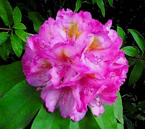 'Clementine Lemaire'