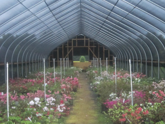 White's Nursery Grrenhouse