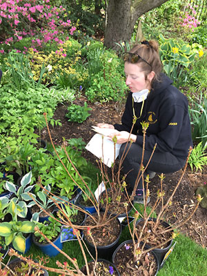 rhododendron gardener