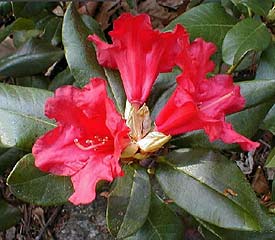 R. 'Baden Baden'