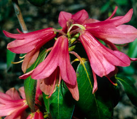 R. 'Biskra'