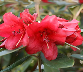 R. 'Blitz'